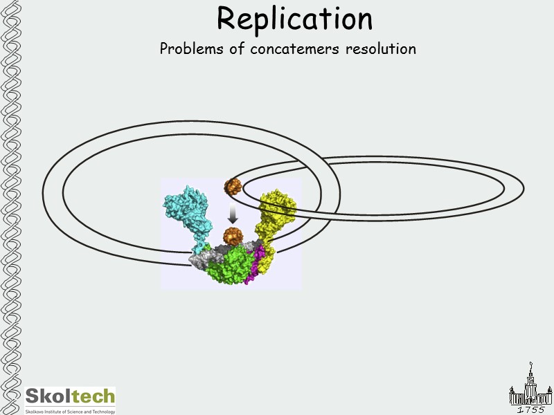 Replication Problems of concatemers resolution